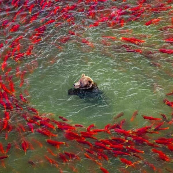 Salmon Run- The Story Behind The Last Journey of Salmon