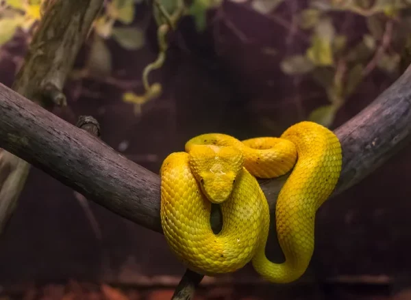 Snake Island: The World’s Deadliest Island