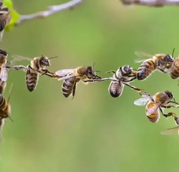 22 Fascinating Facts About Bees