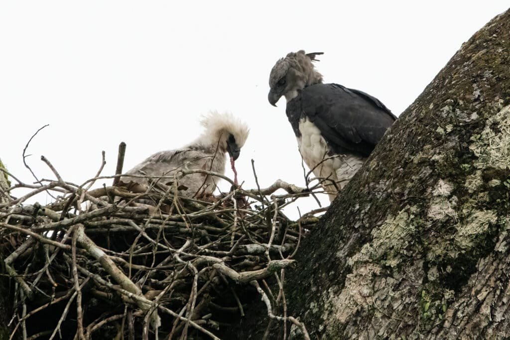 harpy eagle nest