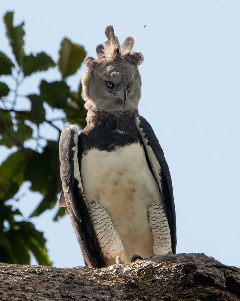 harpy eagle
