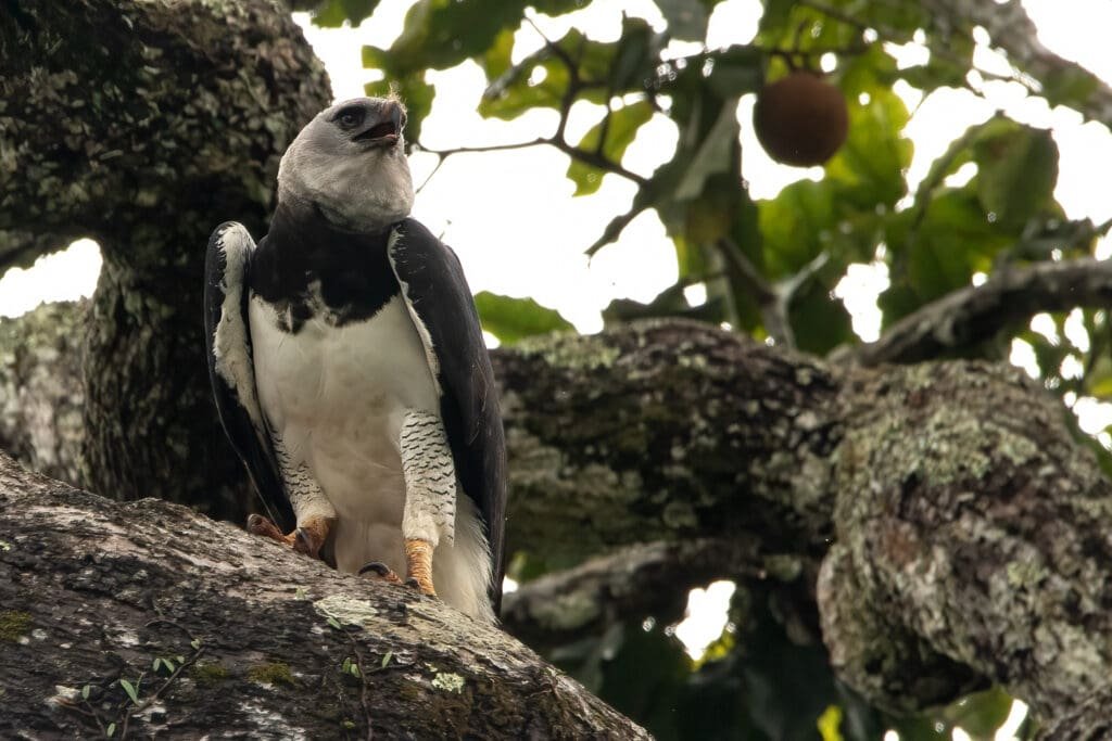 harpy eagle