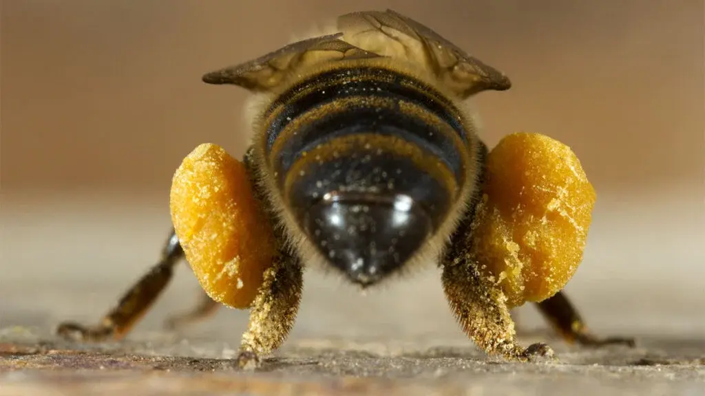 Types of bees