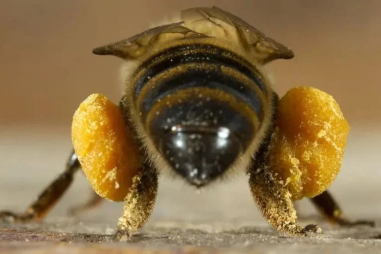 facts about bees