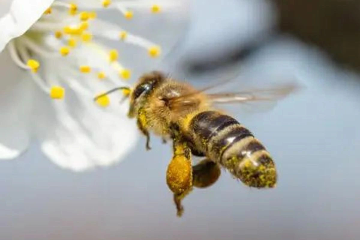 Waggle Dance