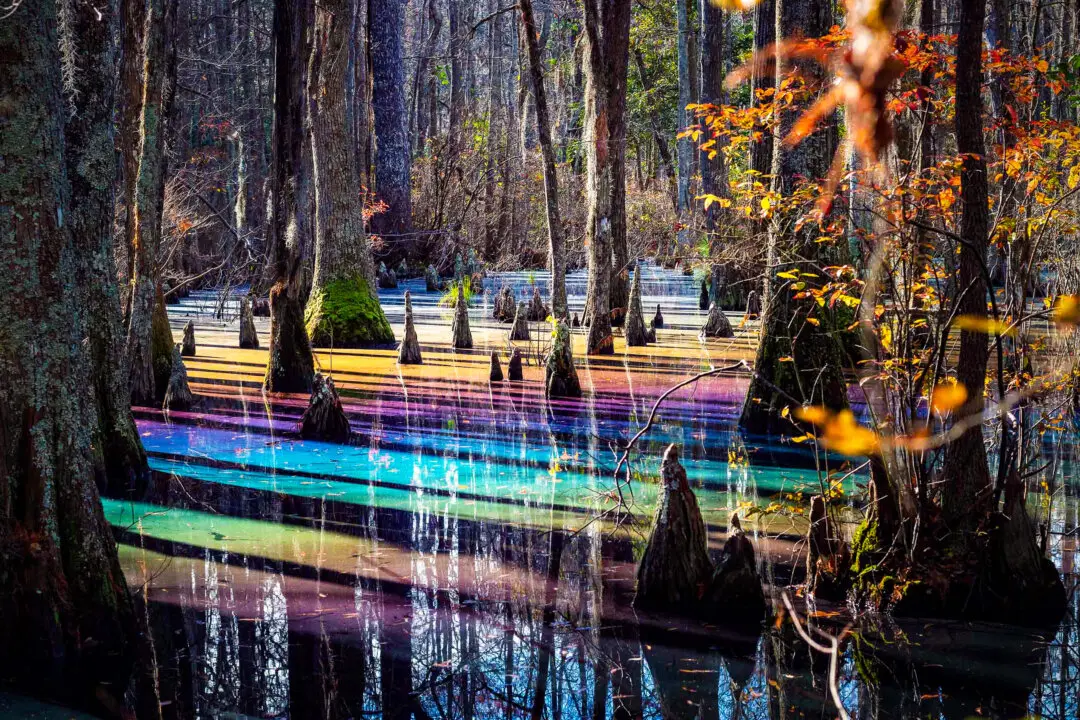 Rainbow Swamps- Nature’s Colorful Phenomenon