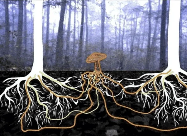 Mycelium: Nature’s Underground Network of Life