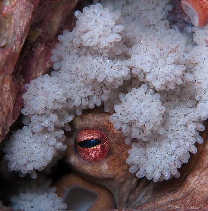 Why Octopus Mothers Never Meet Their Babies