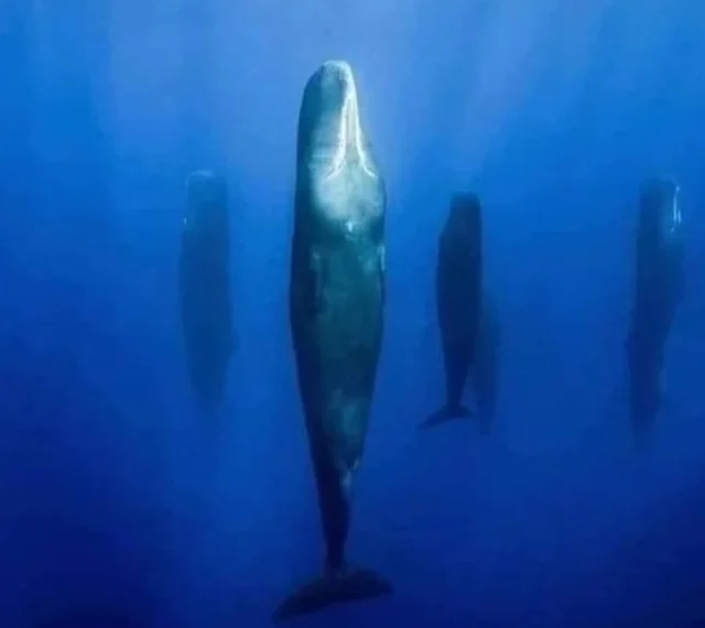 Sleeping sperm whales